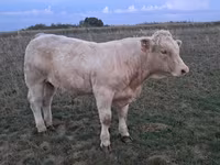 Bulle, Charolais cattle — Foto 8