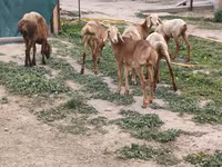 Oveja, Arashan sheep — foto 4