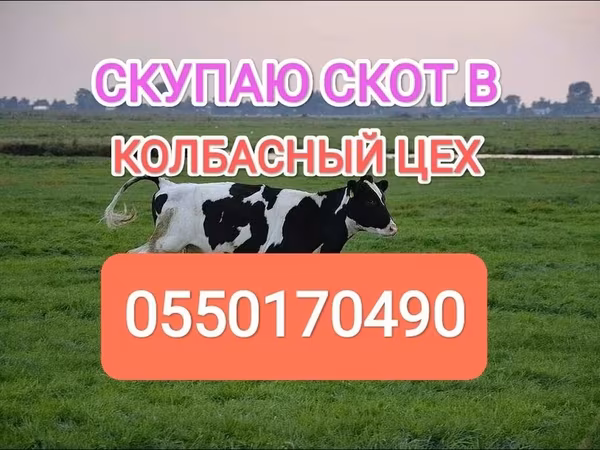 Голштинская порода