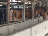Hengst, Horse breed — Foto 5
