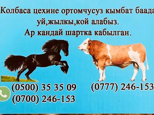 Bull, Cattle — Kyrgyzstan