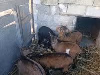 Goat, Goats — photo 4