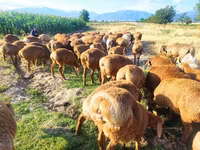 Oveja, Ovejas — foto 6