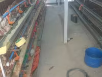 Chickens — Foto 1
