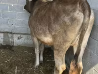 Cow, Swiss cattle — photo 4