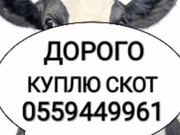 Корова, Коровы — Кыргызстан