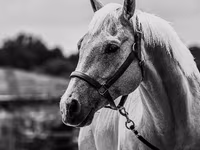 Horse (M), Quarter Horse — photo 4