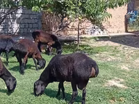Carnero, Rhon sheep — foto 2