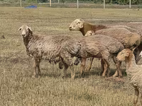 Кочкор, Гиссар койу — сүрөт 7