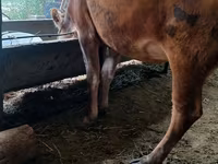 母牛, Alatau breed — 照片 5