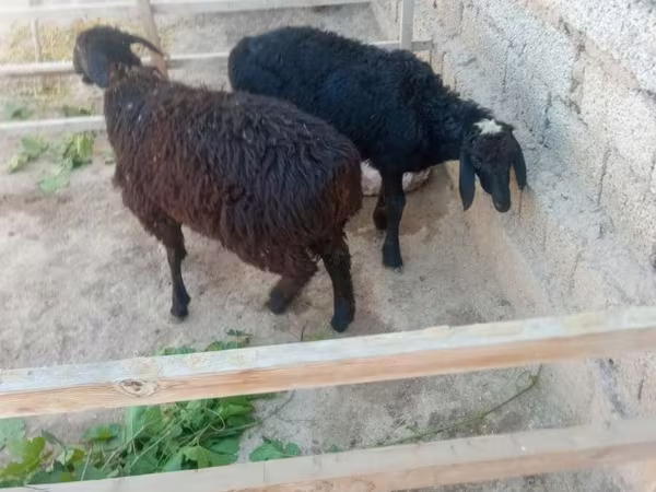 Widder, Hissar sheep — Usbekistan
