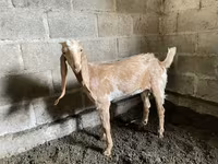 Goat, Nubian Goat — photo 2