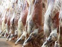 Toro, Ganado vacuno — foto 6