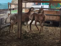 Oveja, Arashan sheep — foto 6