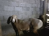 Carnero, Arashan sheep — foto 4