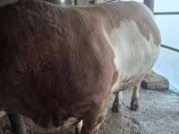Bulle, Simmental cattle — Foto 5