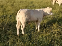 Bulle, Charolais cattle — Foto 6