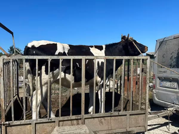 Toro, Raza Holstein