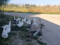 Geese — 4-rasm