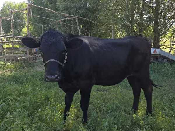 Swiss cattle