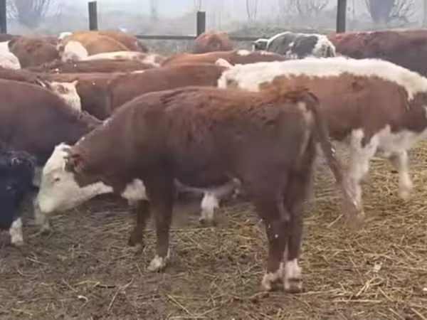 Букачар, Герефорд