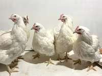 Chickens — 照片 5
