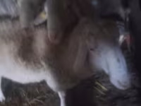 Кочкор, Ассаф койу — сүрөт 2