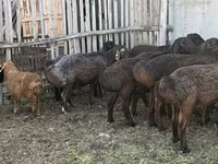 كبش, Hissar sheep — الصورة 6