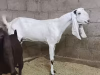عنزة, Kamori goats — الصورة 1