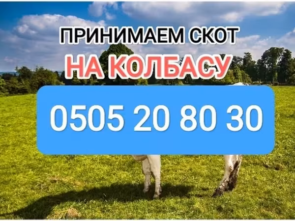 Коровы