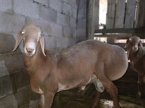 Carnero, Arashan sheep