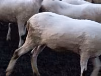 Oveja, Tsigai sheep — foto 3