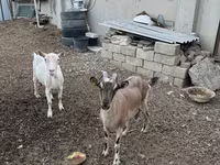 Echki, Echkilar — 1-rasm