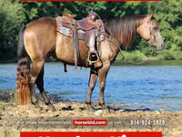 Hengst, Quarter Horse — Foto 1