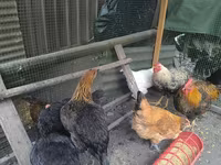 Chickens — फ़ोटो 2