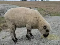 كبش, Hampshire sheep — الصورة 4