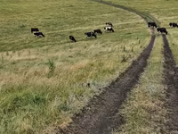 Vaca, Raza Holstein — foto 3