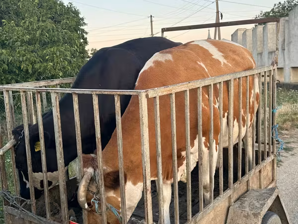 公牛, Cattle