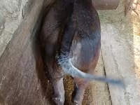 Vaca, Swiss cattle — foto 7