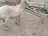 Qoʻchqor, Arashan sheep — 3-rasm