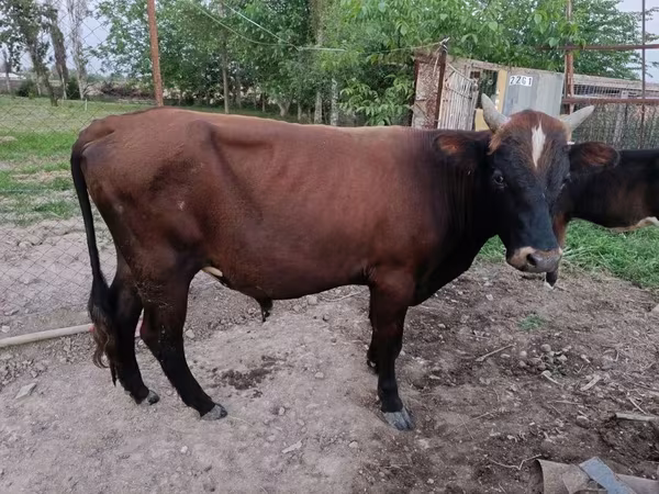 Букачар, Сиырлар — Өзбекстан