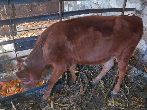 母牛, Jersey breed