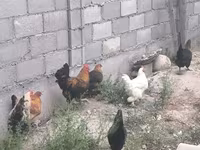 Chickens — फ़ोटो 7