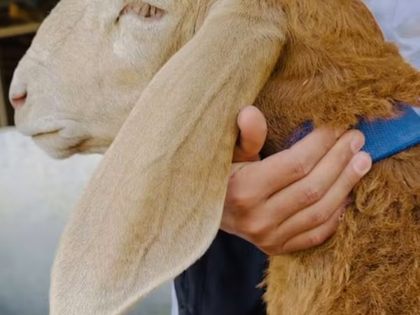 Кочкор, Дорпер кой