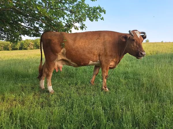 Vaca, Ganado vacuno