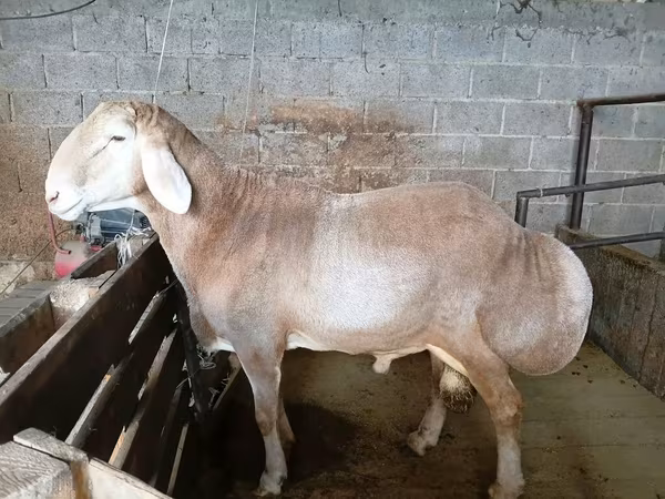 Кочкор, Рён кочкору — Кыргызстан