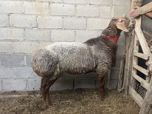 Кой, Койлор — Кыргызстан