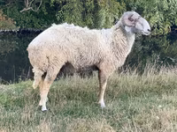 كبش, Karakul sheep — الصورة 2