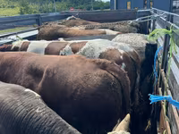 Vaca, Ganado vacuno — foto 1