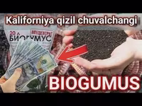 California chuvalchangi sotiladi (Biogomus) — الصورة 2